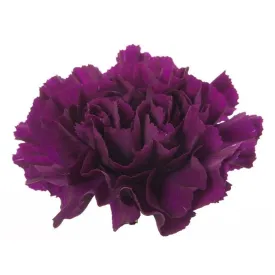 Carnation Purple