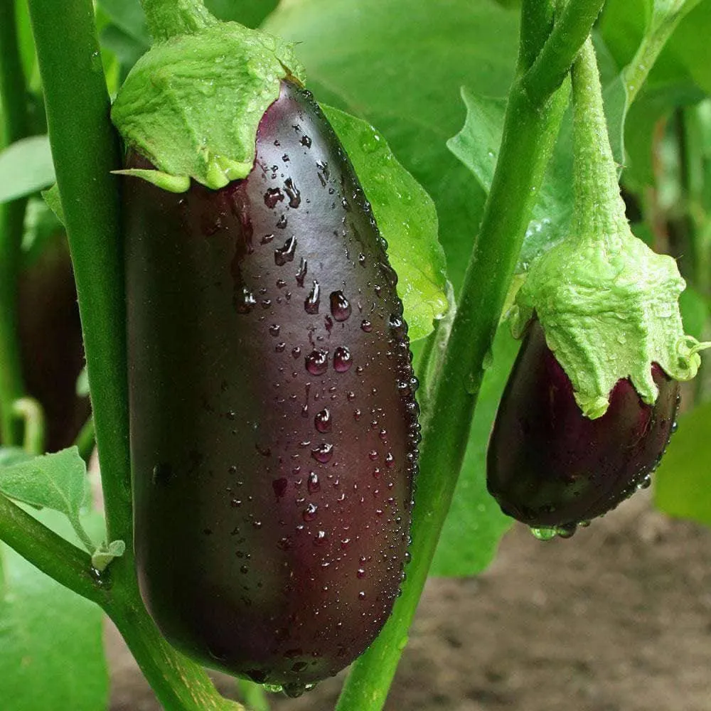 Heirloom Black Beauty Eggplant Seeds (.5g) by Patriot Seeds